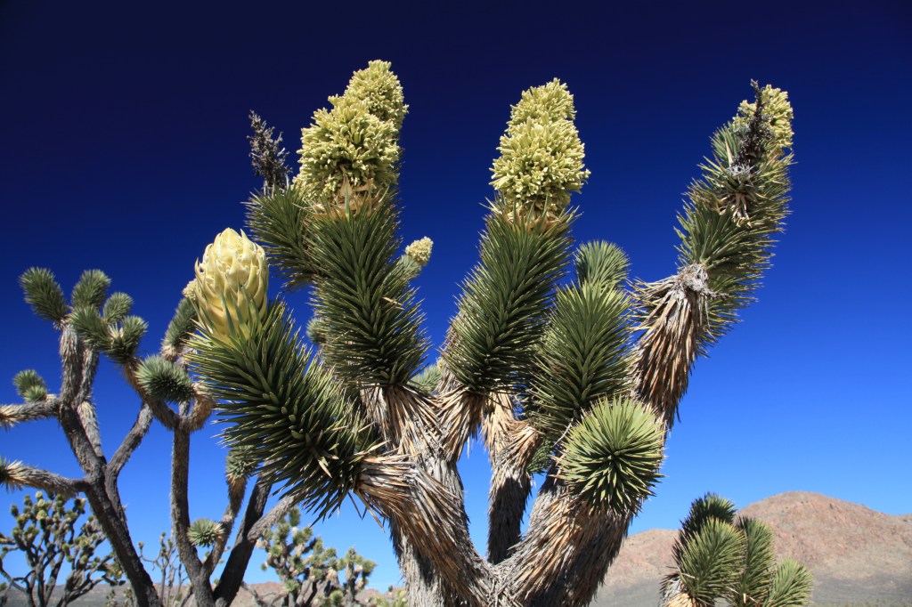 Joshua Tree NP & Mojave National Preserve,&nbsp;2013