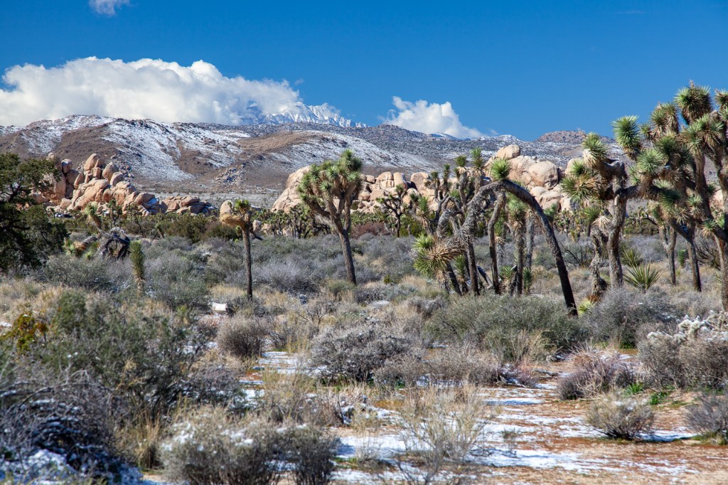 Joshua Tree National&nbsp;Park