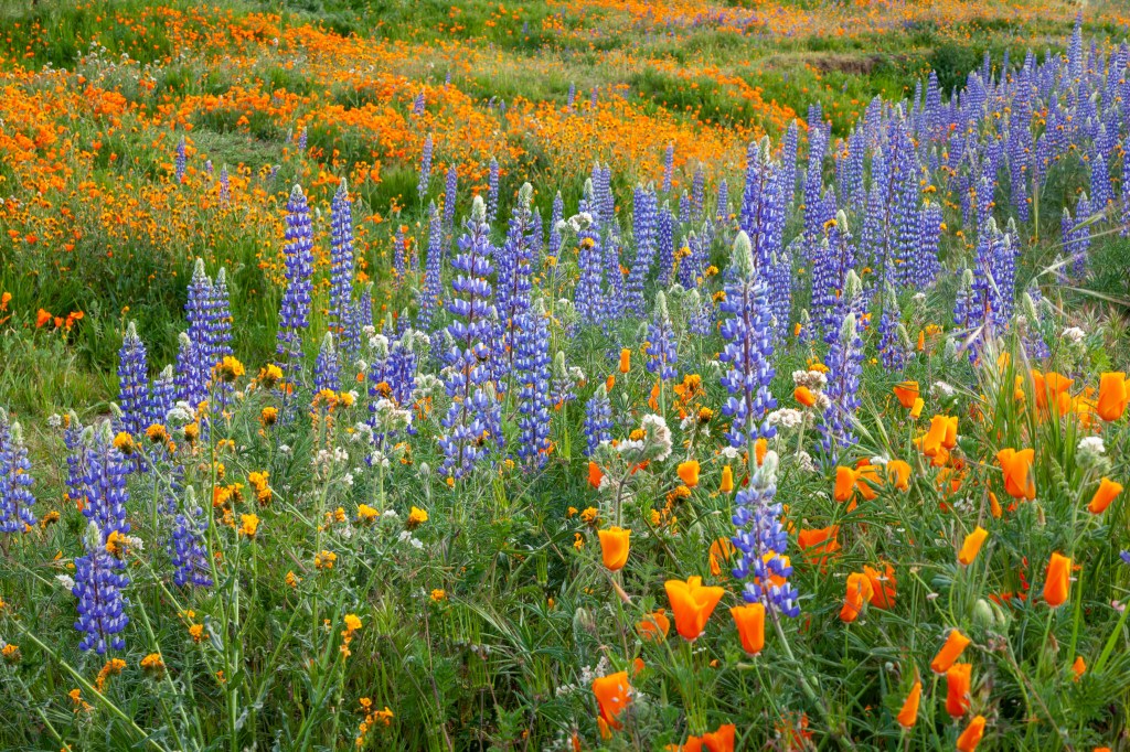 SoCal Wildflower Bloom